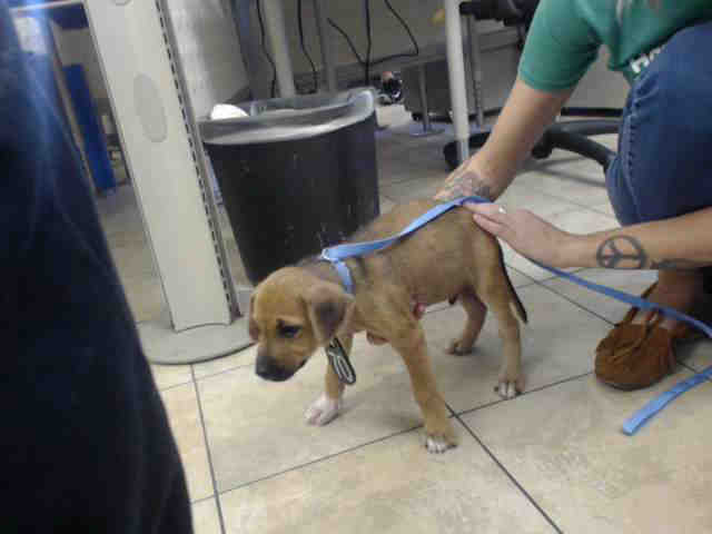 Adoptable Dog