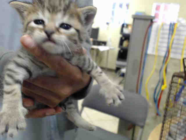 Adoptable Cat