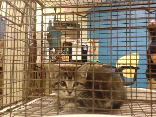 Adoptable Cat