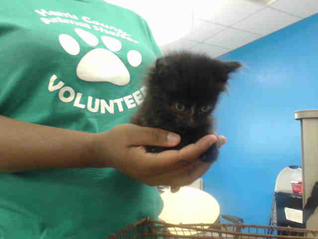 Adoptable Cat