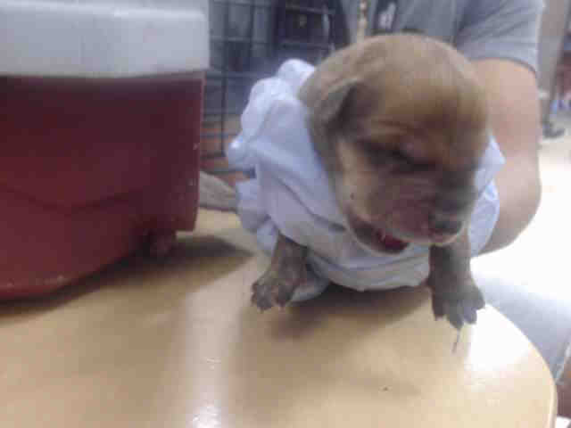 Adoptable Dog