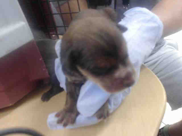 Adoptable Dog