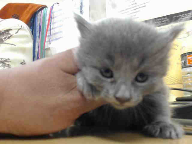 Adoptable Cat