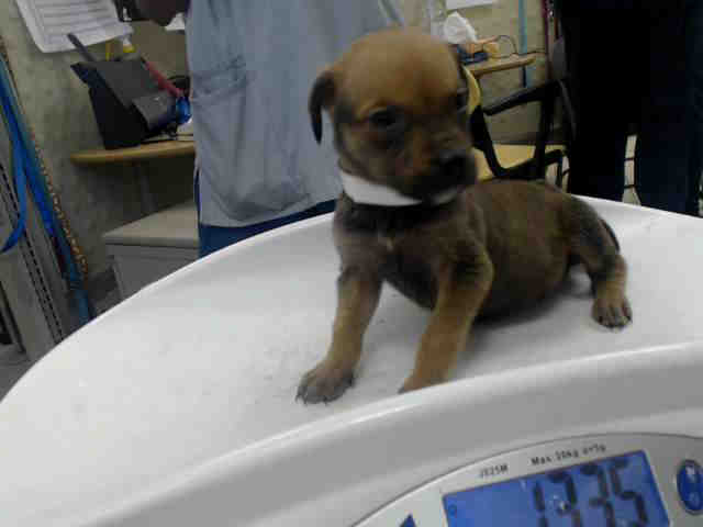 Adoptable Dog