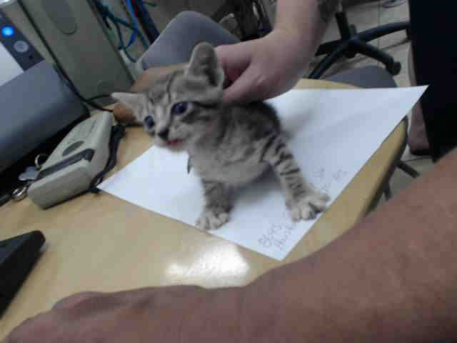 Adoptable Cat