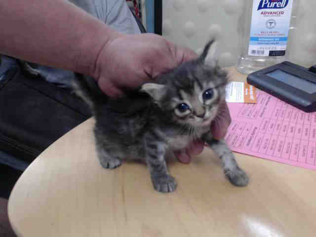 Adoptable Cat