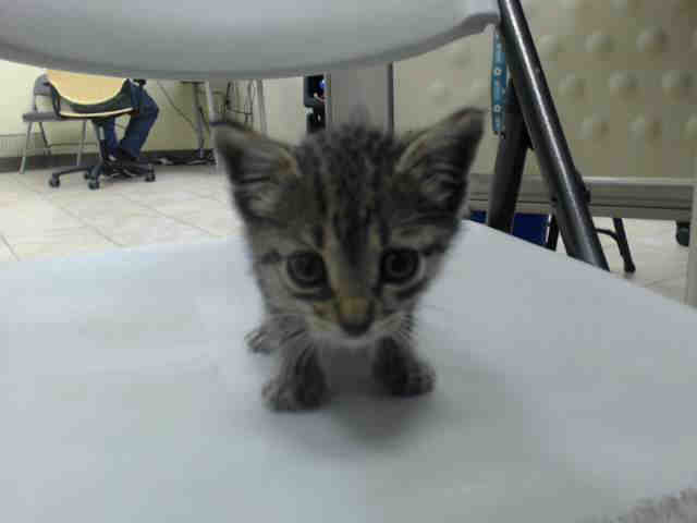 Adoptable Cat