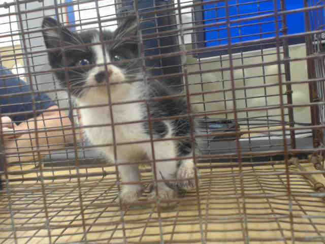 Adoptable Cat