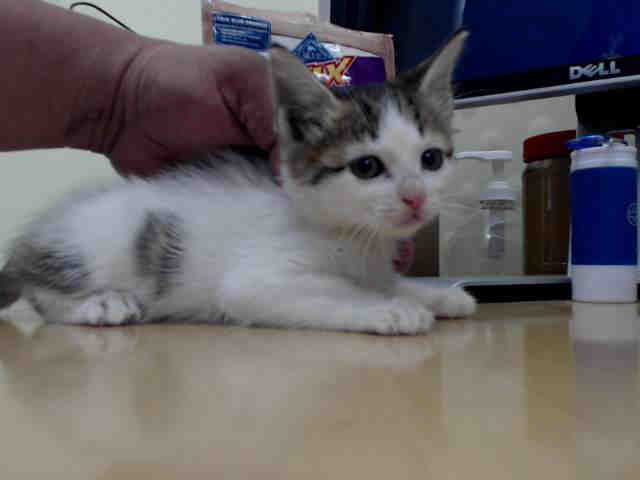 Adoptable Cat