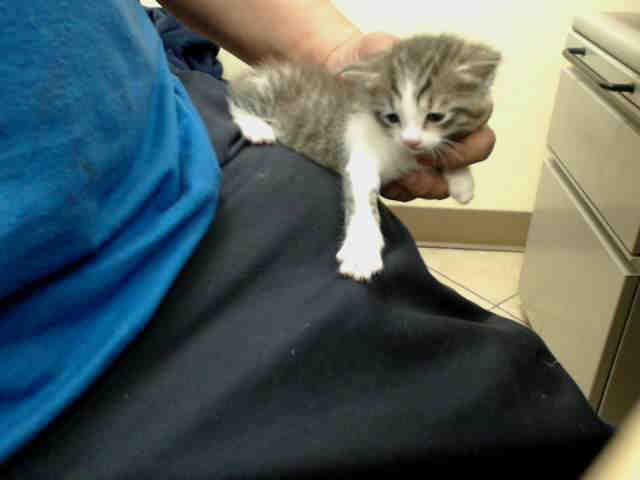 Adoptable Cat