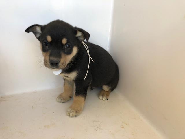 Adoptable Dog
