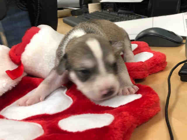 Adoptable Dog