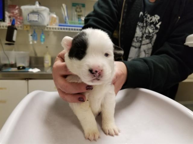 Adoptable Dog