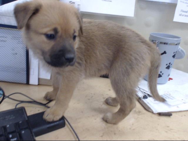 Adoptable Dog