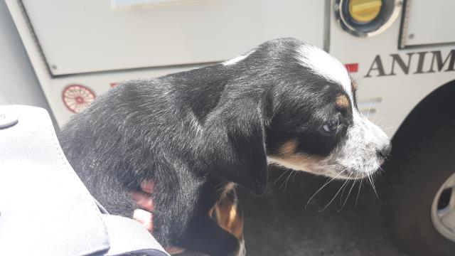 Adoptable Dog