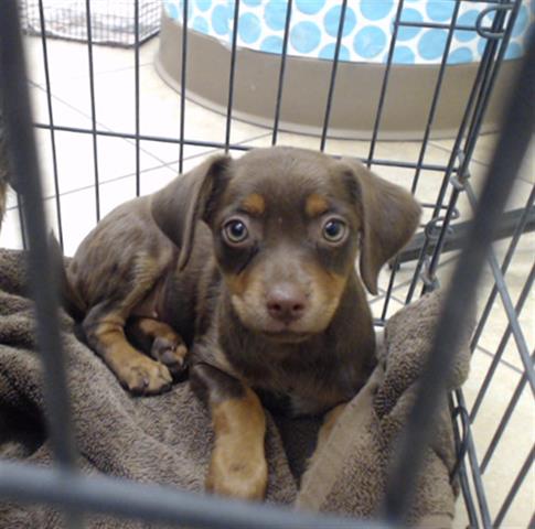 Adoptable Dog