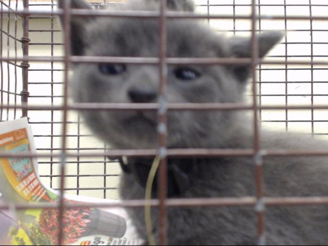 Adoptable Cat