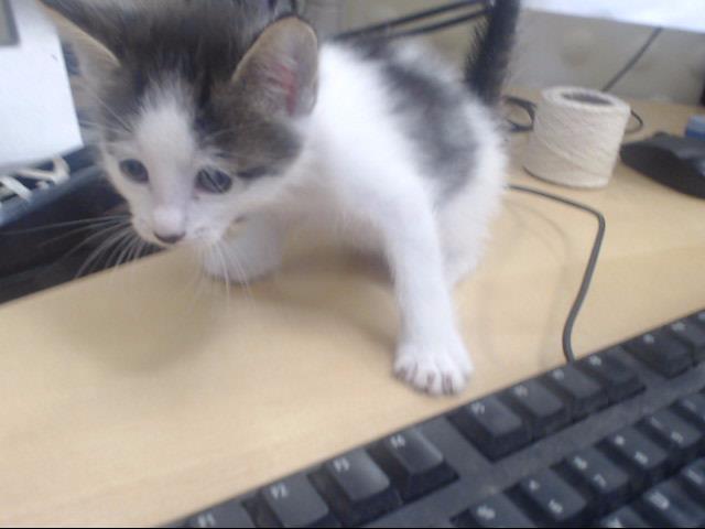 Adoptable Cat