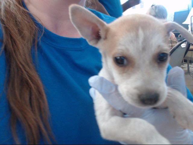 Adoptable Dog