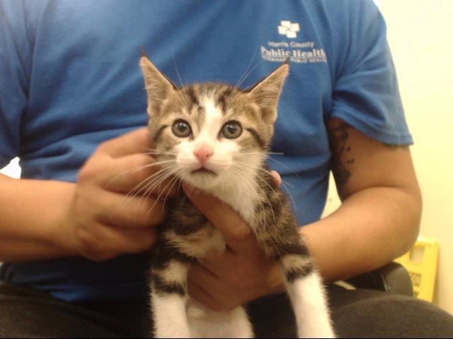 Adoptable Cat