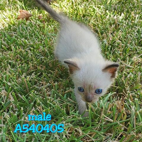Adoptable Cat