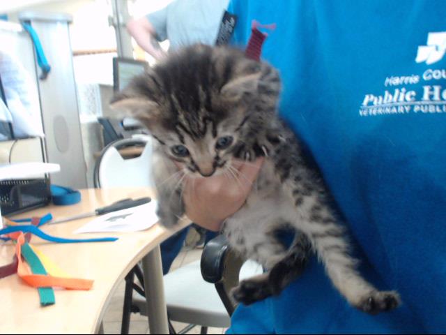 Adoptable Cat