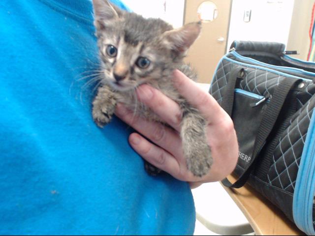 Adoptable Cat