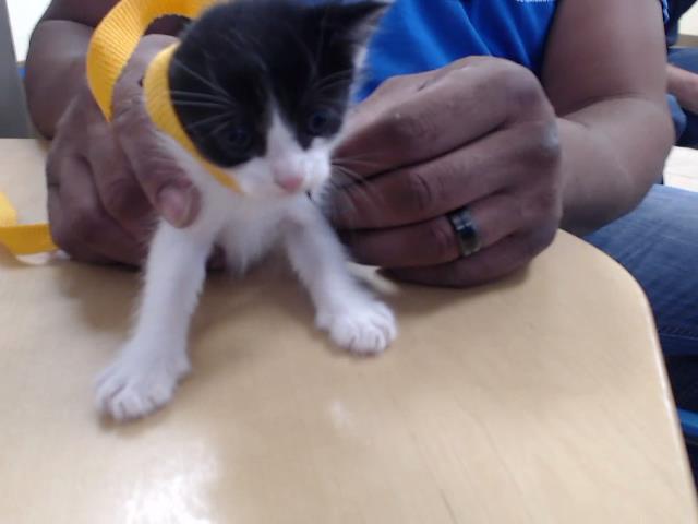 Adoptable Cat