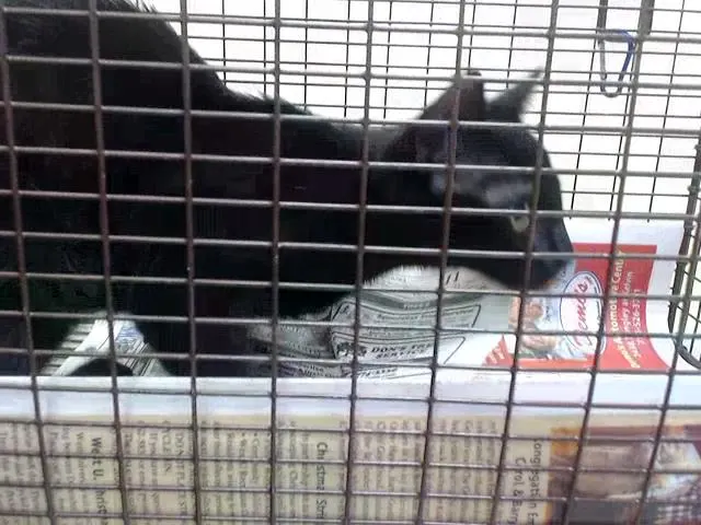 Adoptable Cat
