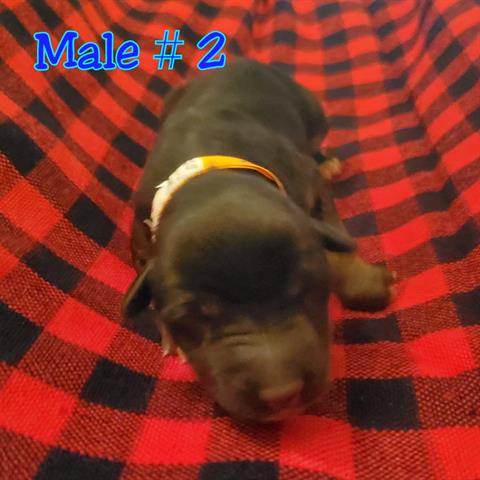 Adoptable Dog