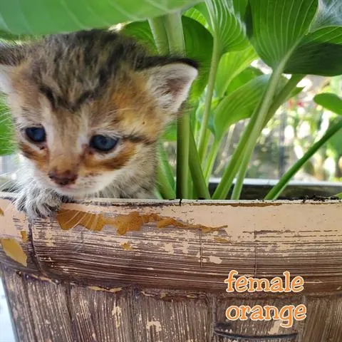 Adoptable Cat