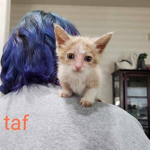 Taf