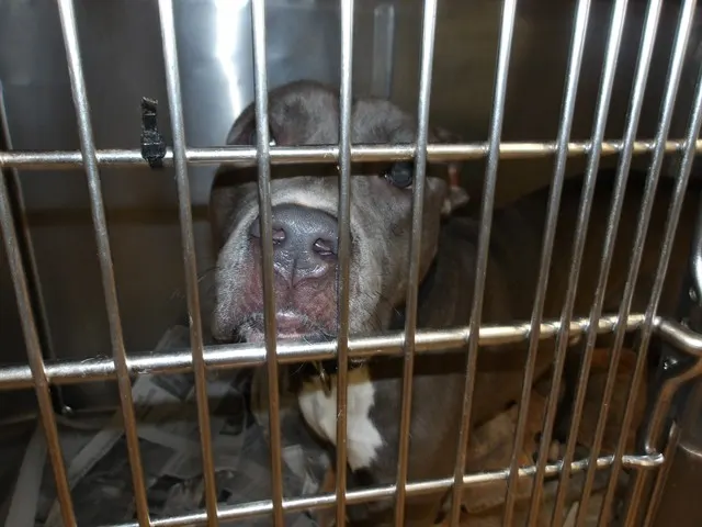 Adoptable Dog