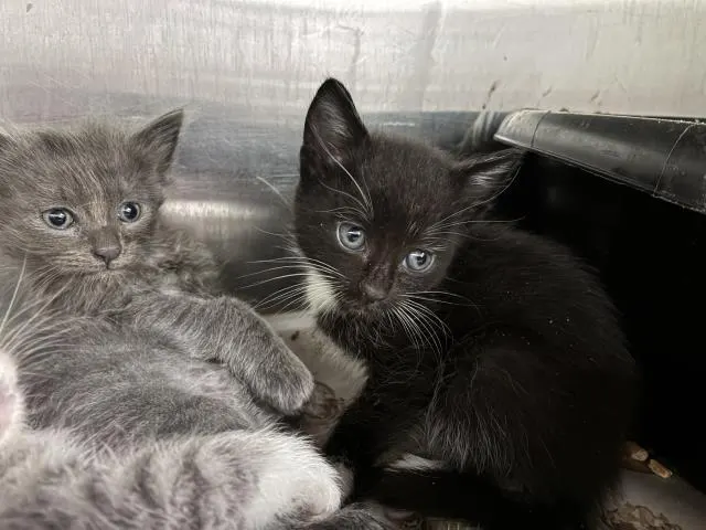 Oreo