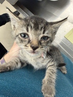 Adoptable Cat