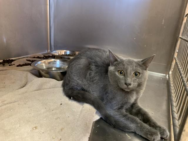 Adoptable Cat