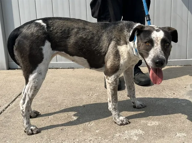 Woosley