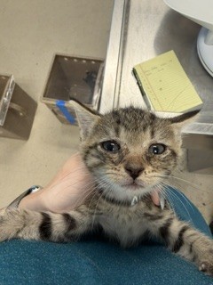 Adoptable Cat