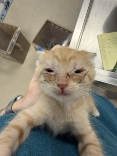 Adoptable Cat