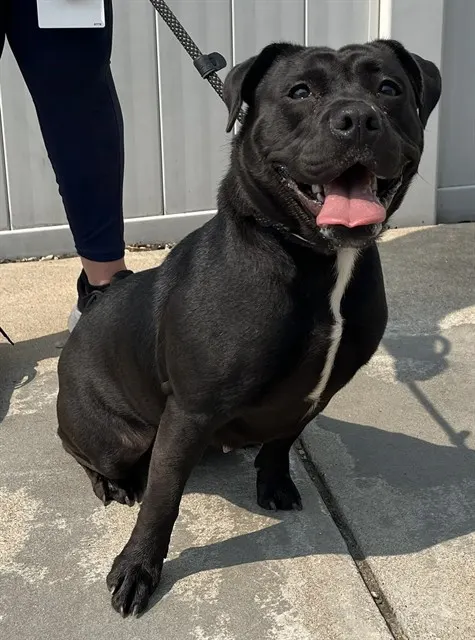 Adoptable Dog