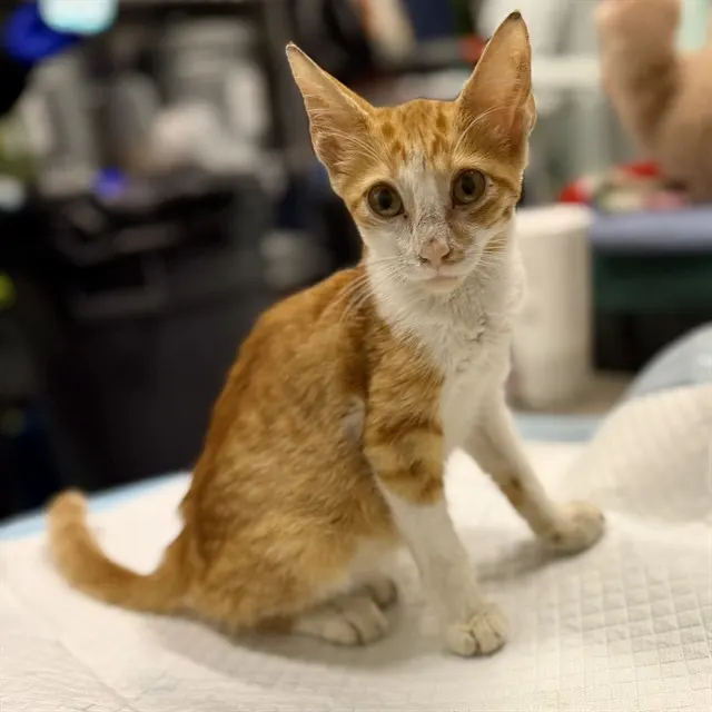 Adoptable Cat