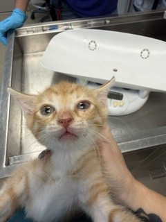 Adoptable Cat