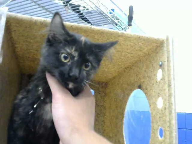 Coco