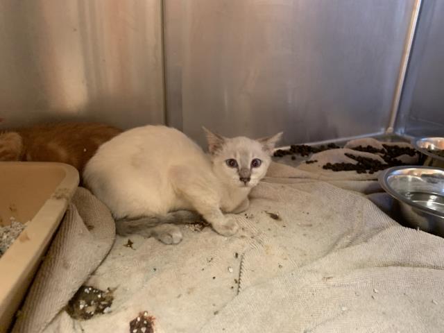 Adoptable Cat
