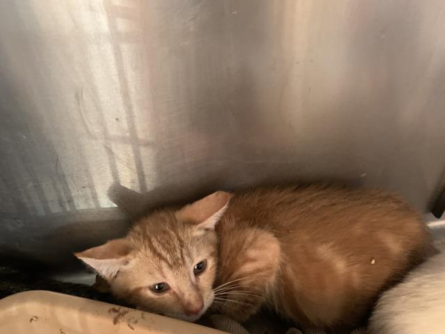 Adoptable Cat