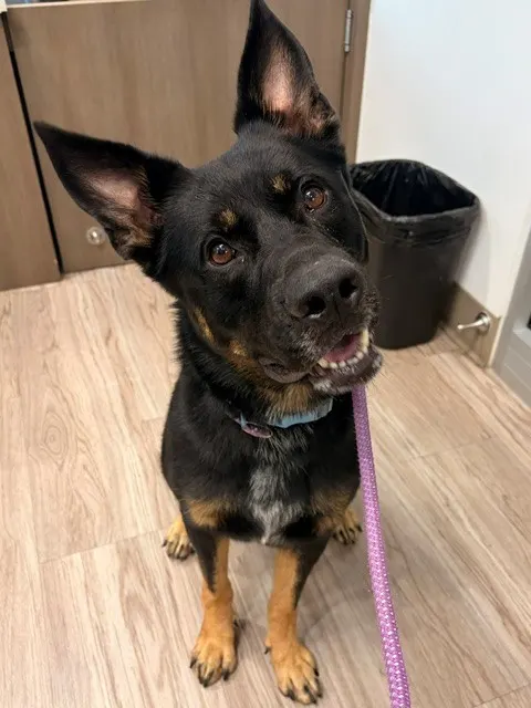 Kujo
