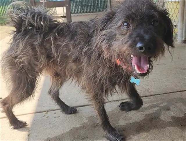 Scrappy