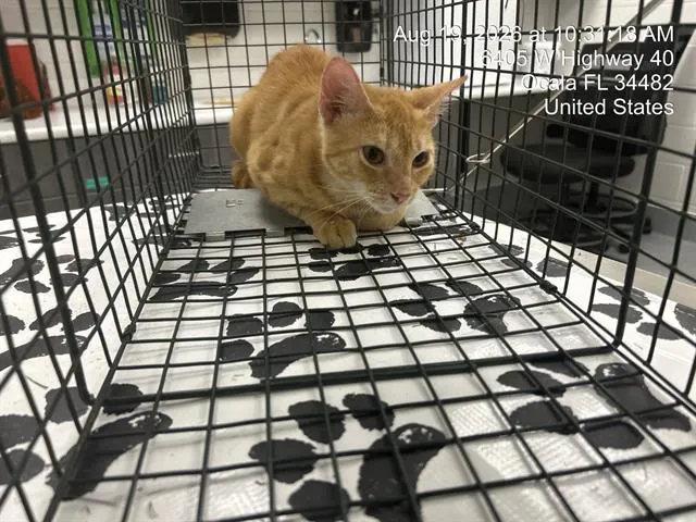 Adoptable Cat