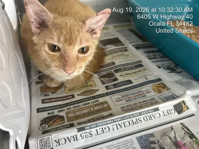 Adoptable Cat