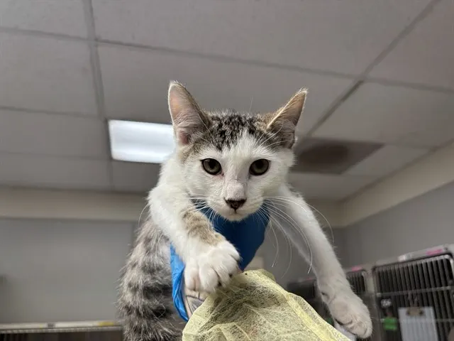 Murray